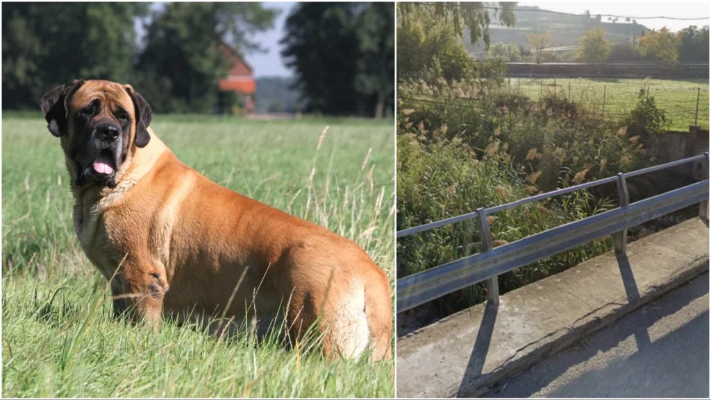 Detienen en Andalucía a un hombre acusado de maltrato animal tras hallar a su perro colgado de un puente